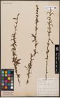Foto von Salix babylonica L.